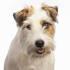 Wachhund Barney