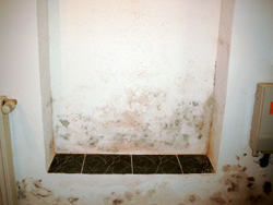 Schimmel-Bild1